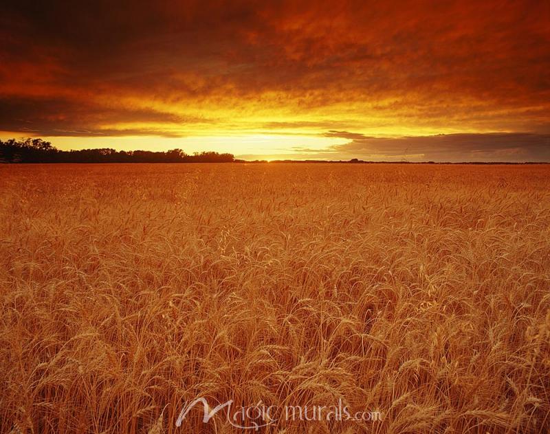 Sunset Over Wheat