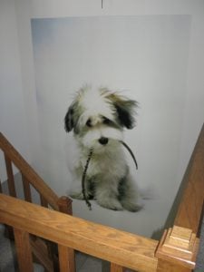 For a wall mural you'll love forever, use your own photos of friends and family and the cutest dog ever.