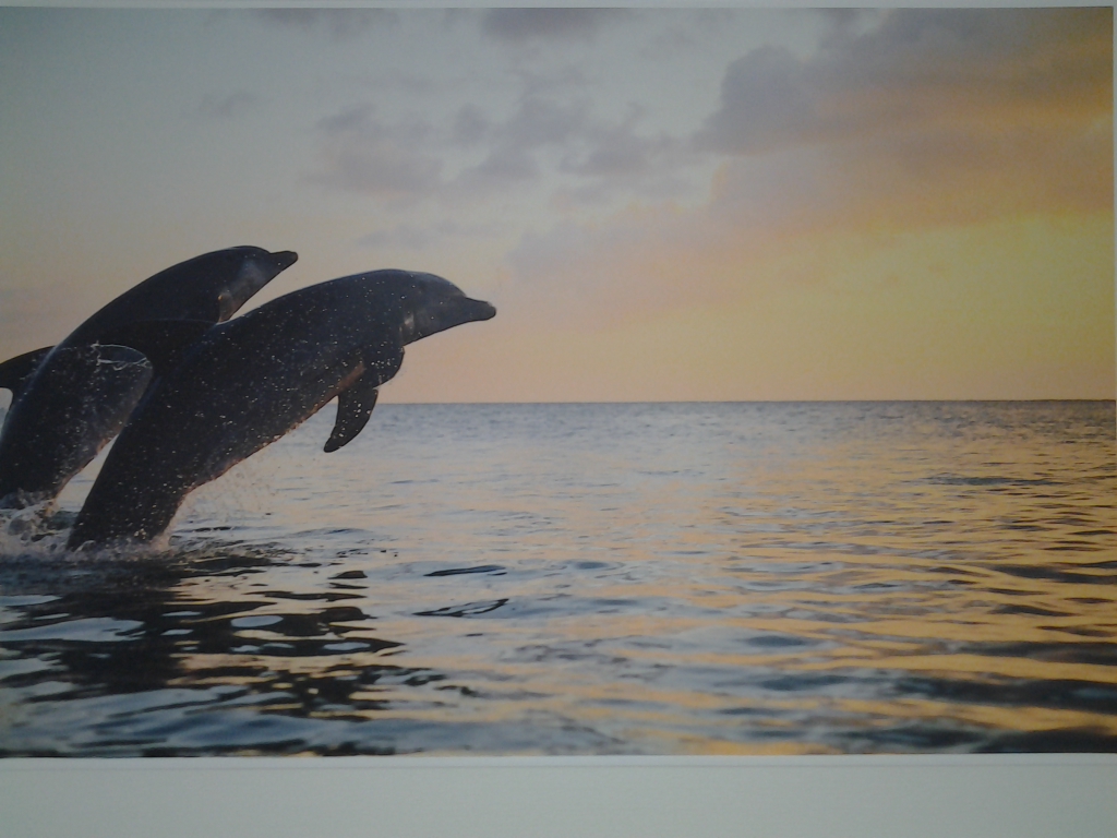 Dolphins in the sea mural provides a peaceful environment.