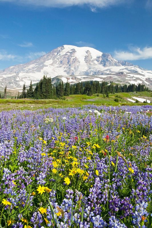 State of Washington Murals