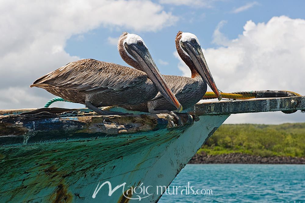 Two Pelicans Wallpaper Wall Mural by Magic Murals