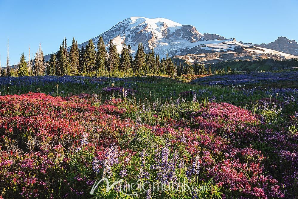 Alpine Wildflower Paradise Wallpaper Mural by Magic Murals