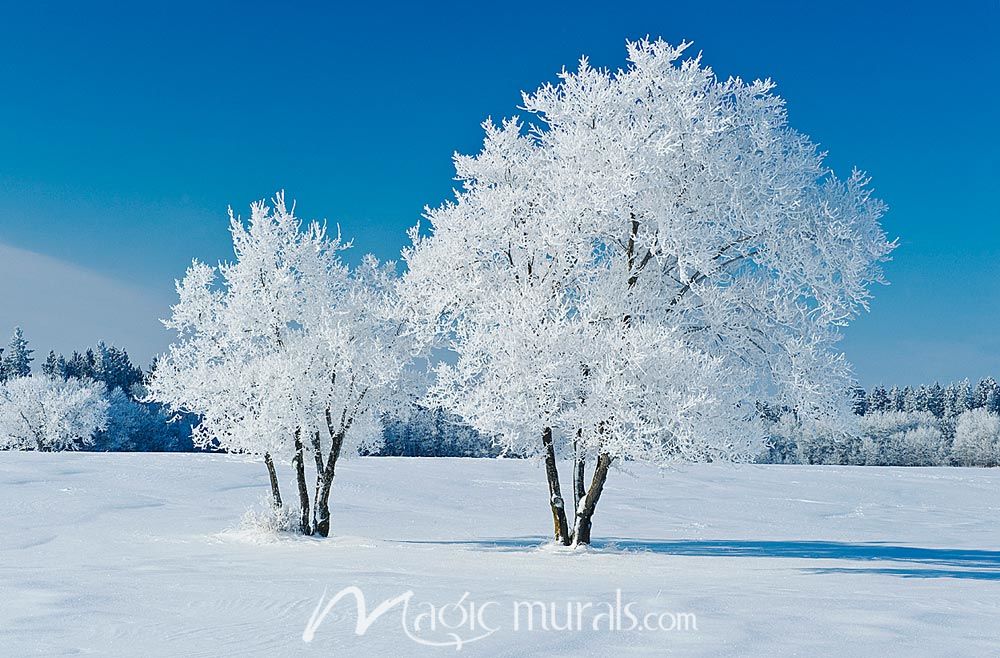 Frosted Trees Wallpaper Wall Mural by Magic Murals