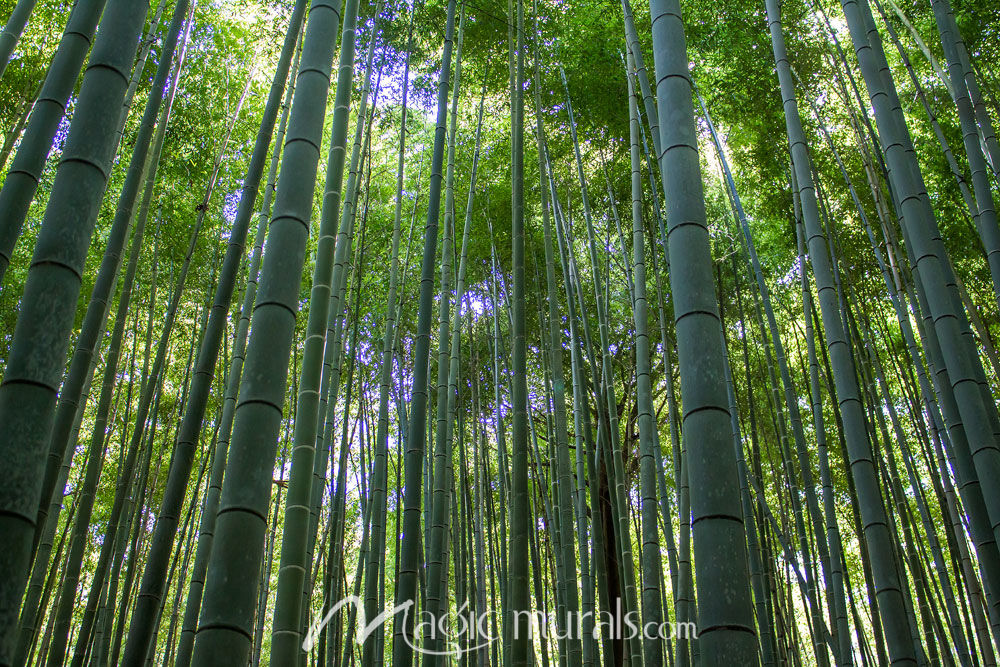 Bamboo Forest Scene Wallpaper Wall Mural By Magic Murals