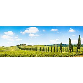 Tuscany Italy Vineyard Panorama Wallpaper Wall Mural