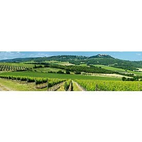 Italian Vineyard Panorama Wallpaper Wall Mural