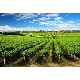 Green Vineyard Wallpaper Wall Mural