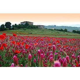 Tuscan Flowers Wallpaper Wall Mural