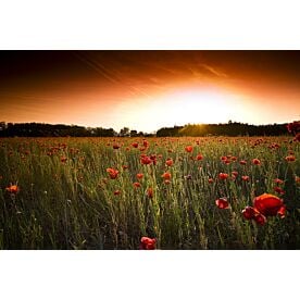 Poppy Red Wallpaper Wall Mural