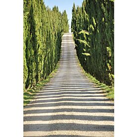 Road through Cypress Wallpaper Wall Mural