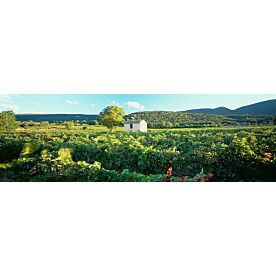 French Vineyard Wallpaper Wall Mural