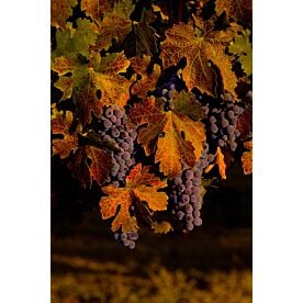 Grape Pickin' Time Wallpaper Wall Mural