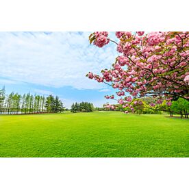 Cherry Blossom Golf Course