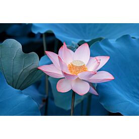 Blooming Lotus Flower 3427 Wallpaper Wall Mural