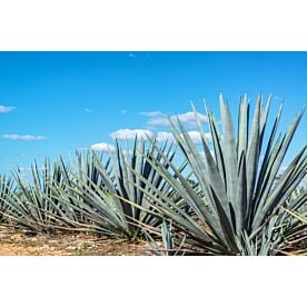 Blue Agave Field 9172 Wallpaper Wall Mural