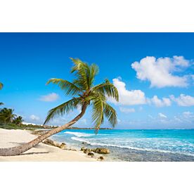 Mayan Riviera Beach Palm 5900 Wallpaper Wall Mural