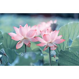 Pink Lotus Flower 3381 Wallpaper Wall Mural