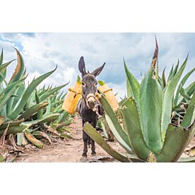 Donkey in Maguey Field 4588 Wallpaper Wall Mural