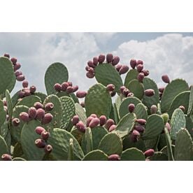 Tunas Are Prickly Pears 8230 Wallpaper Wall Mural