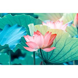 Blooming Lotus Flower 0911 Wallpaper Wall Mural