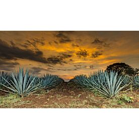 Agave Sunset 9025 Wallpaper Wall Mural