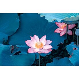 Blooming Lotus Flower 9185 Wallpaper Wall Mural