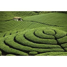 Ba Gua Taiwan Tea Plantation Wallpaper Wall Mural