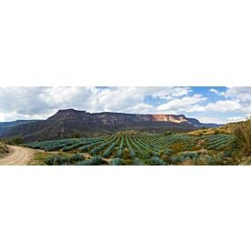 Jalisco Tequila Field 8922 Wallpaper Wall Mural