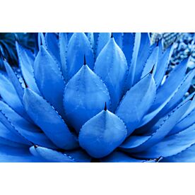 Blue Agave Plant 9895 Wallpaper Wall Mural