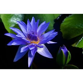 Blue Lotus on Pond 1301 Wallpaper Wall Mural