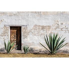 Oaxaca Agave Plants 5018 Wallpaper Wall Mural