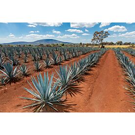 Agave Field 8333 Wallpaper Wall Mural