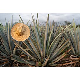 Agave Field 4380 Wallpaper Wall Mural