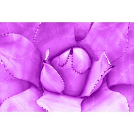 Purple Agave Plant 4618 Wallpaper Wall Mural