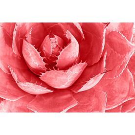 Pink Agave Plant 9289 Wallpaper Wall Mural