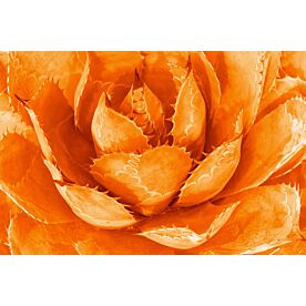 Orange Agave Wallpaper Wall Mural