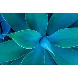 Agave Macro 0549 Wallpaper Wall Mural