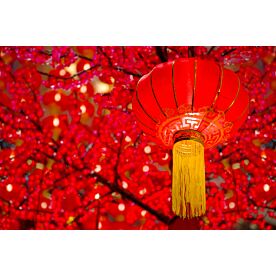 Chinese Lantern Tree Wallpaper Wall Mural