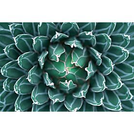 Agave Macro 2848 Wallpaper Wall Mural