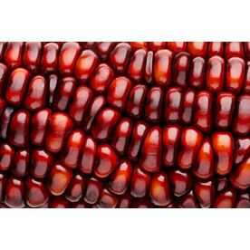 Red Corn Macro 8647 Wallpaper Wall Mural