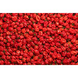 Habanero Peppers 1877 Wallpaper Wall Mural