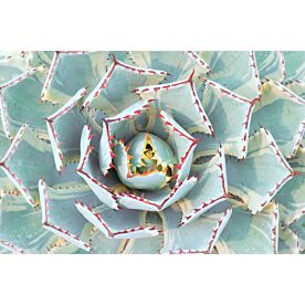 Agave Plant 9426 Wallpaper Wall Mural