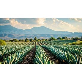 Agave Fields 5285 Wallpaper Wall Mural