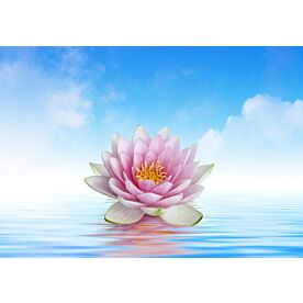 Giant Lotus on Smooth Ocean Wallpaper Wall Mural