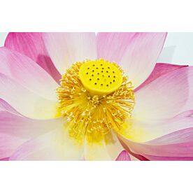 Lotus Flower 1047 Wallpaper Wall Mural