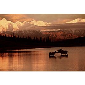 Moose Kissing in Wonder Lake