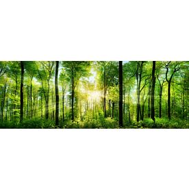 Sunlit Forest Panorama