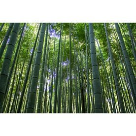 Bamboo Forest Scene