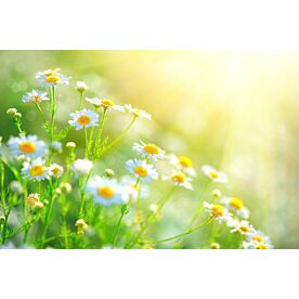 Chamomile Flowers