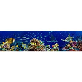 Underwater Coral Reef Landscape